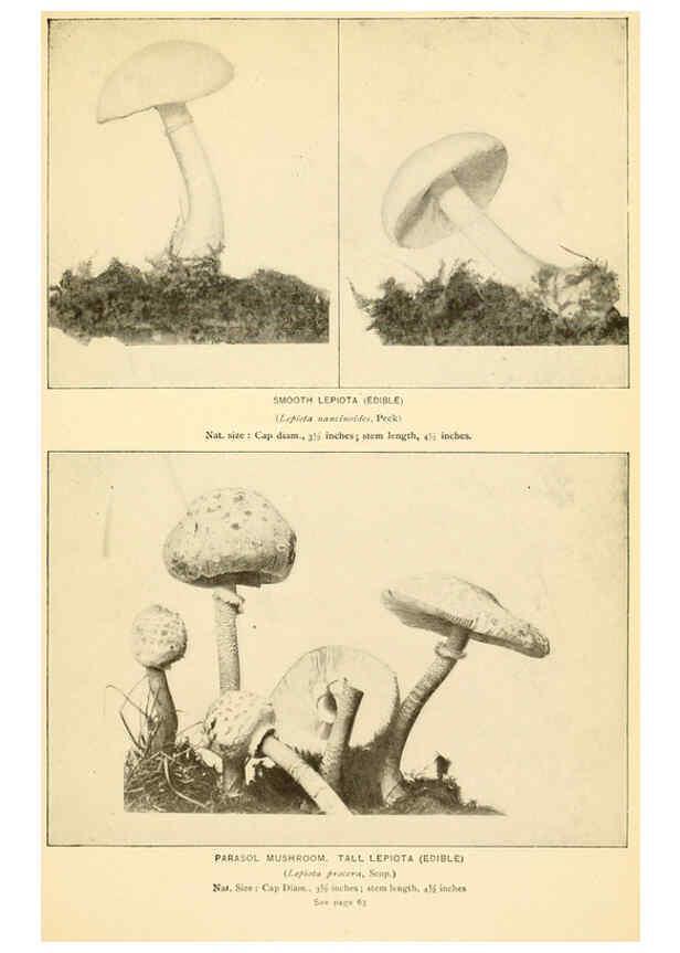 Reproducción/Reproduction 6288859221: The mushroom book Garden City, N.Y. :Doubleday, Page,1920