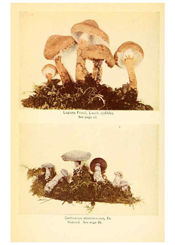 Reproducción/Reproduction 6289379448: The mushroom book Garden City, N.Y. :Doubleday, Page,1920