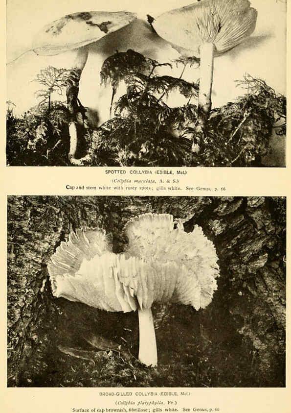 Reproducción/Reproduction 6288859807: The mushroom book Garden City, N.Y. :Doubleday, Page,1920