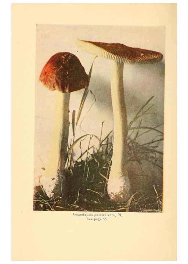 Reproducción/Reproduction 6289374124: The mushroom book Garden City, N.Y. :Doubleday, Page,1920