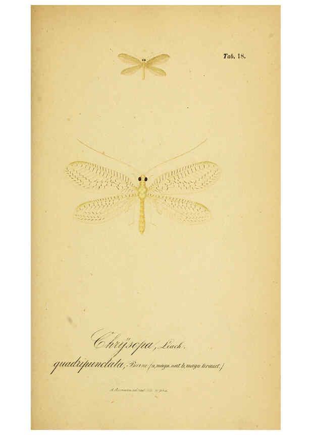 Reproducción/Reproduction 6289443934: Symbolae ad monographiam generis chrysopae, Leach. Vratislaviae,apud Ferdinandum Hirt,1851