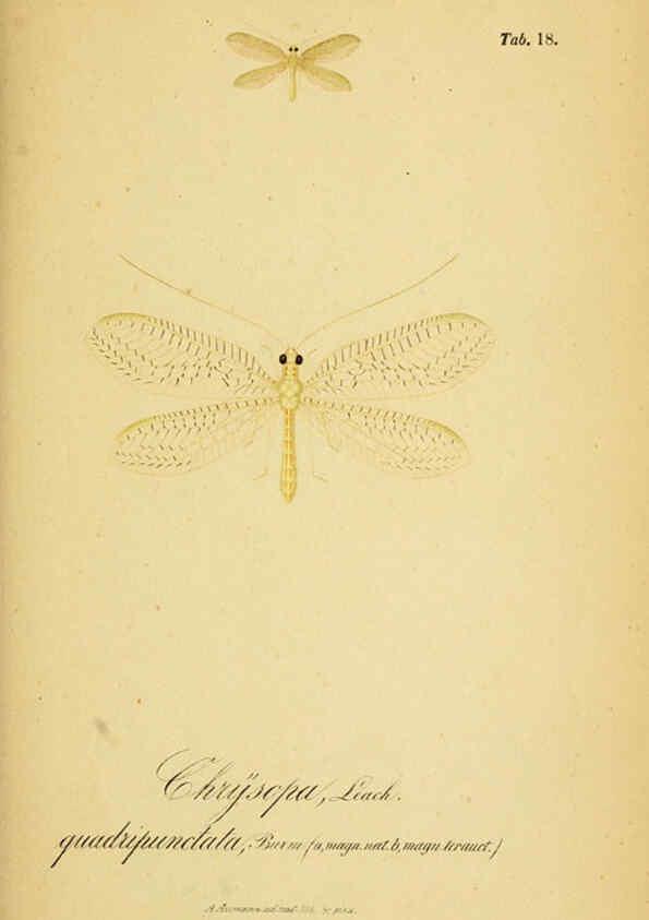 Reproducción/Reproduction 6289443934: Symbolae ad monographiam generis chrysopae, Leach. Vratislaviae,apud Ferdinandum Hirt,1851