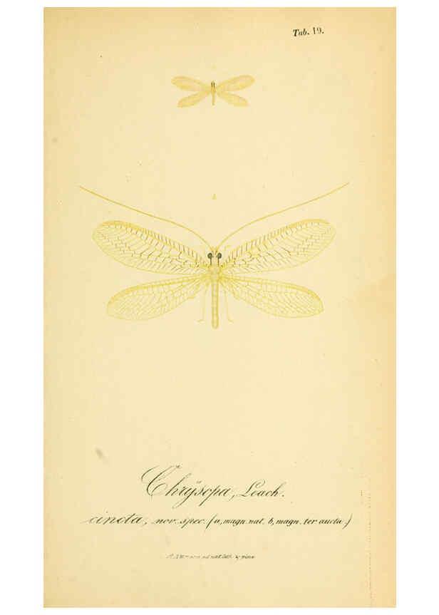 Reproducción/Reproduction 6288924171: Symbolae ad monographiam generis chrysopae, Leach. Vratislaviae,apud Ferdinandum Hirt,1851