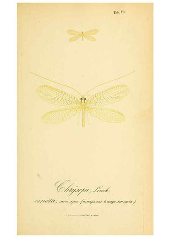 Reproducción/Reproduction 6288924171: Symbolae ad monographiam generis chrysopae, Leach. Vratislaviae,apud Ferdinandum Hirt,1851