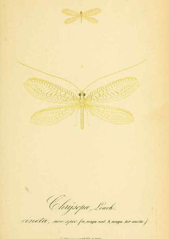 Reproducción/Reproduction 6288924171: Symbolae ad monographiam generis chrysopae, Leach. Vratislaviae,apud Ferdinandum Hirt,1851