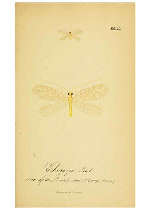 Reproducción/Reproduction 6289444438: Symbolae ad monographiam generis chrysopae, Leach. Vratislaviae,apud Ferdinandum Hirt,1851