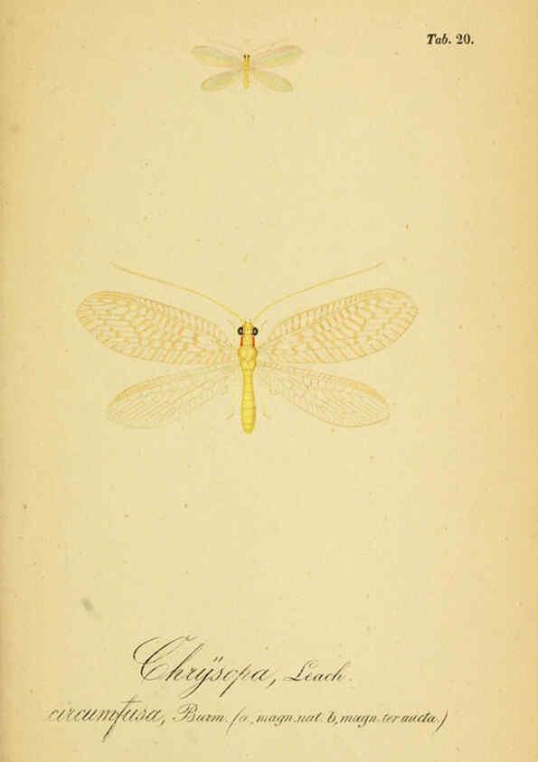 Reproducción/Reproduction 6289444438: Symbolae ad monographiam generis chrysopae, Leach. Vratislaviae,apud Ferdinandum Hirt,1851