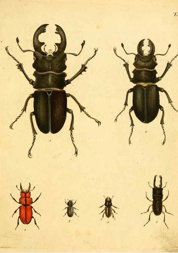 Reproducción/Reproduction 6298072145: Abbildungen zu Karl Illiger's Uebersetzung von Olivier's Entomologie plates Nürnberg :Gedruckt auf Kosten des Herausgebers,1802-1803