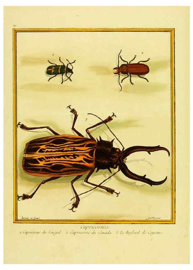 Reproducción/Reproduction 6298072331: Planches enluminées d'histoire naturelle t.1 Paris? :s.n.,1765-1783? 