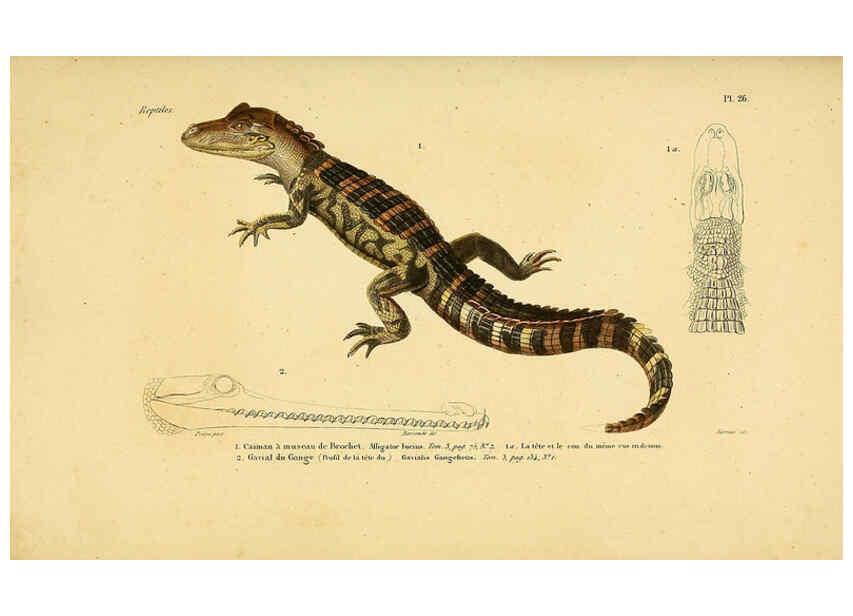 Reproducción/Reproduction 6298064425: Erpétologie générale, ou, Histoire naturelle complète des reptiles Paris :Roret,1834-1854