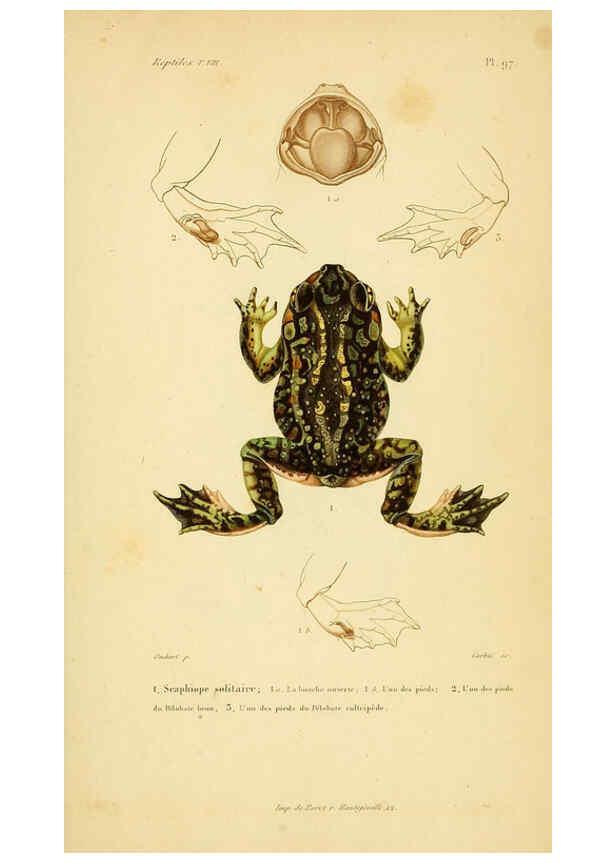 Reproducción/Reproduction 6298595034: Erpétologie générale, ou, Histoire naturelle complète des reptiles Paris :Roret,1834-1854