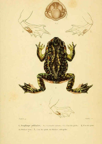 Reproducción/Reproduction 6298595034: Erpétologie générale, ou, Histoire naturelle complète des reptiles Paris :Roret,1834-1854