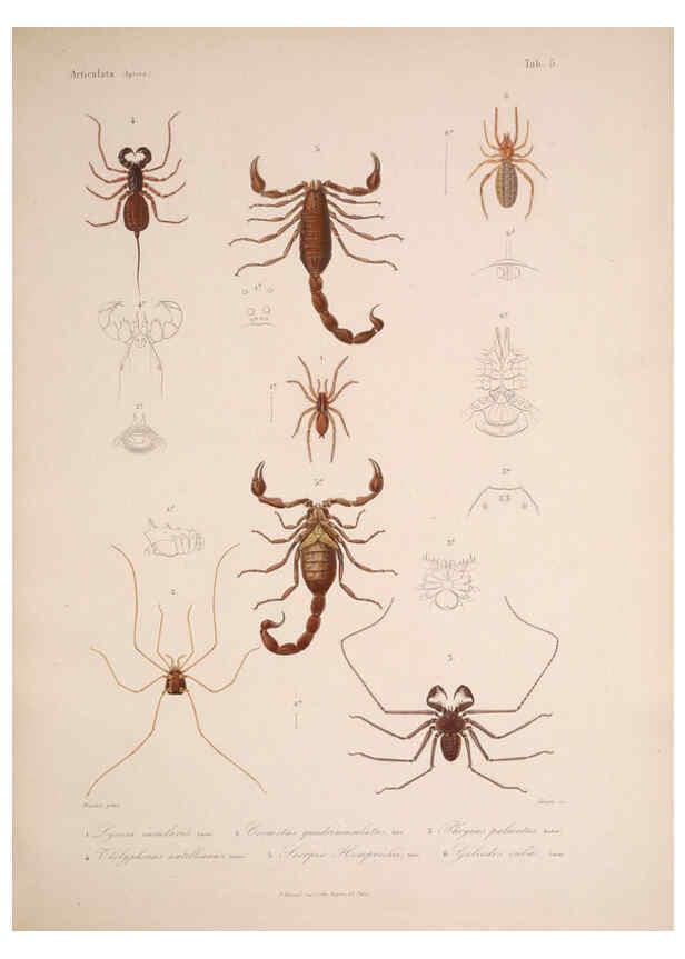 Reproducción/Reproduction 6298595584: Histoire physique, politique et naturelle de l'ile de Cuba: Atlas:Insects Paris :A. Bertrand,1838-1857