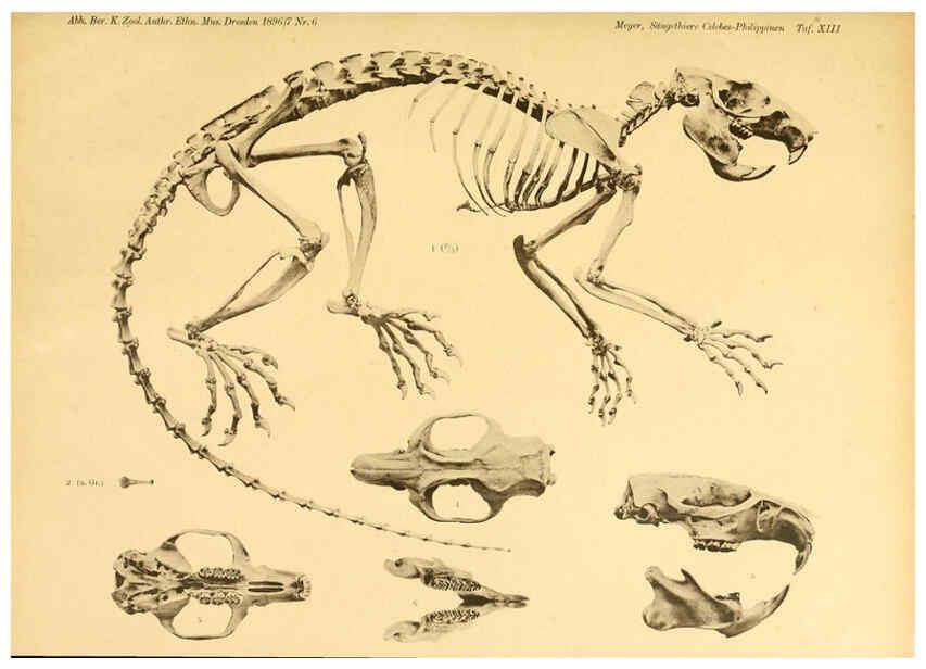 Reproducción/Reproduction 6298595818: Säugethiere vom Celebes- und Philippinen-Archipel, 1-2. Berlin :R. Friedländer & sohn,1896-9