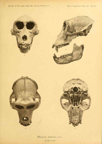 Reproducción/Reproduction 6298065965: Säugethiere vom Celebes- und Philippinen-Archipel, 1-2. Berlin :R. Friedländer & sohn,1896-9