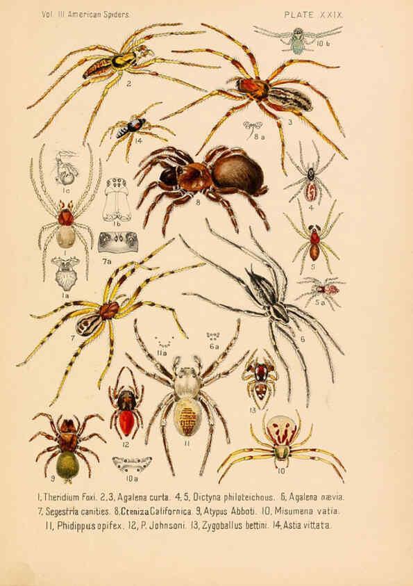 Reproducción/Reproduction 6298596500: American spiders and their spinningwork. V.3 Academy of natural sciences of Philadelphia,1889-93