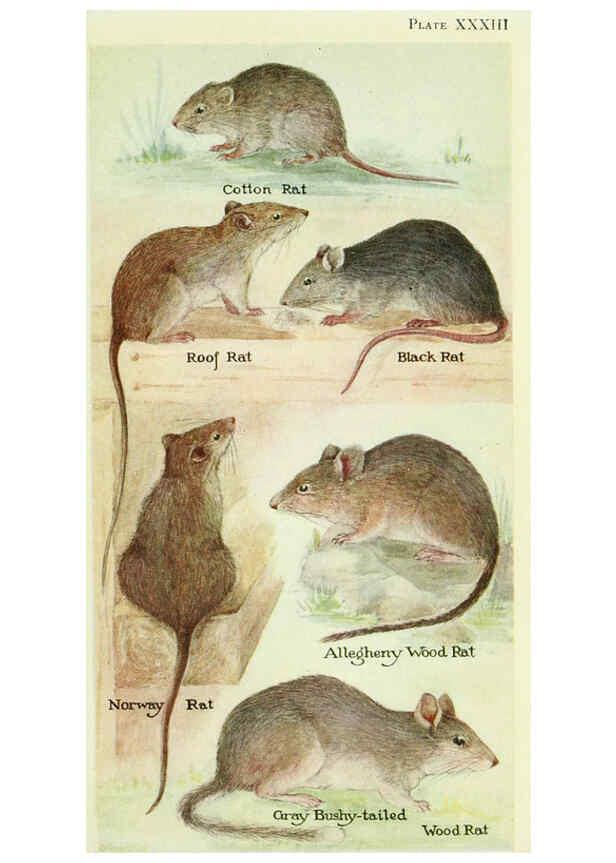 Reproducción/Reproduction 6298609290: Field book of North American mammals New York,G. P. Putnam's Sons,1928