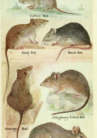 Reproducción/Reproduction 6298609290: Field book of North American mammals New York,G. P. Putnam's Sons,1928