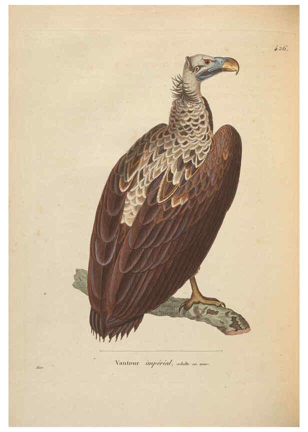 Reproducción/Reproduction 6298081169: Nouveau recueil de planches coloriées d'oiseaux A Strasbourgh ;Chez Legras Imbert et Comp.,1838