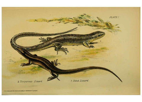 Reproducción/Reproduction 6298726724: Our reptiles and batrachians London,W. H. Allen & co., limited,1893