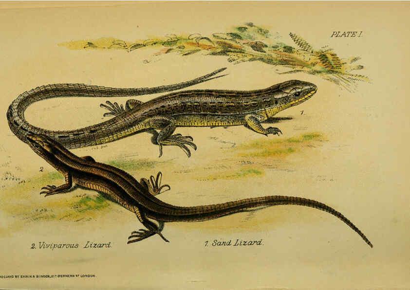 Reproducción/Reproduction 6298726724: Our reptiles and batrachians London,W. H. Allen & co., limited,1893