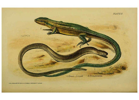 Reproducción/Reproduction 6298195891: Our reptiles and batrachians London,W. H. Allen & co., limited,1893