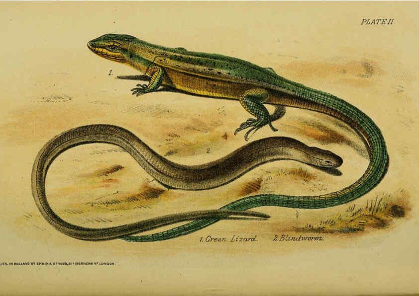 Reproducción/Reproduction 6298195891: Our reptiles and batrachians London,W. H. Allen & co., limited,1893