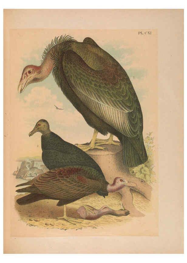 Reproducción/Reproduction 6298074047: The birds of North America New York :Published under the auspices of the Natural Science Association of America,1903