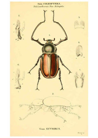 Reproducción/Reproduction 6298075045: Genera quædam insectorum. Iconibus illustravit et descripsit Hermannus Burmeister ... Volumen I. continet tabulas XL. Berlini,sumtibus A. Burmeister,1838-46