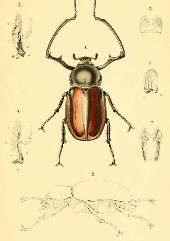 Reproducción/Reproduction 6298075045: Genera quædam insectorum. Iconibus illustravit et descripsit Hermannus Burmeister ... Volumen I. continet tabulas XL. Berlini,sumtibus A. Burmeister,1838-46