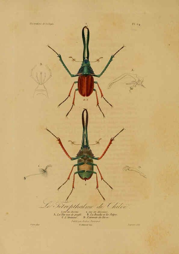 Reproducción/Reproduction 6298605570: Illustrations de zoologie Paris,A. Bertrand[1832-35?] 