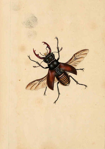 Reproducción/Reproduction 6298605976: The natural history of British insects. v.1. London :Printed for the author, and for F. and C. Rivington,1792-1813