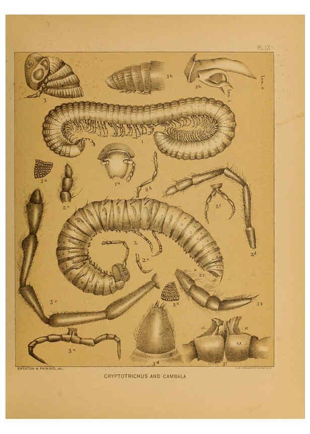 Reproducción/Reproduction 6298606542: The cave fauna of North America Washington,National Academy of Sciences,1888