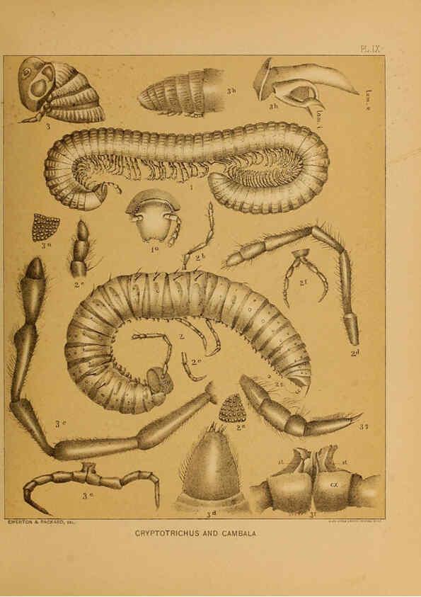 Reproducción/Reproduction 6298606542: The cave fauna of North America Washington,National Academy of Sciences,1888