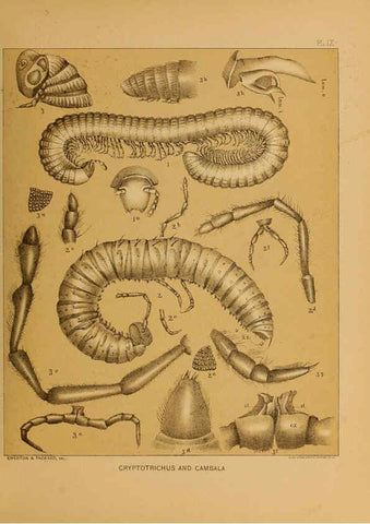 Reproducción/Reproduction 6298606542: The cave fauna of North America Washington,National Academy of Sciences,1888