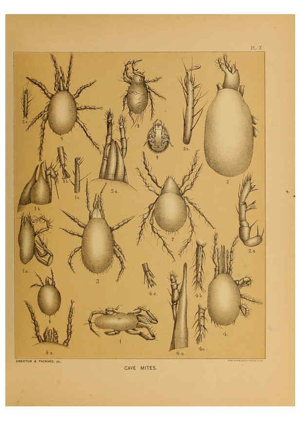 Reproducción/Reproduction 6298606820: The cave fauna of North America Washington,National Academy of Sciences,1888