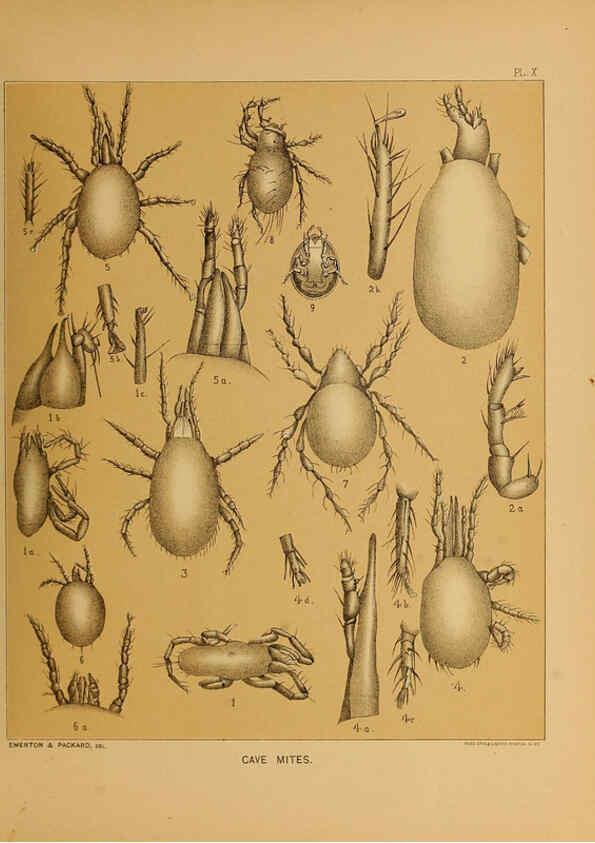 Reproducción/Reproduction 6298606820: The cave fauna of North America Washington,National Academy of Sciences,1888