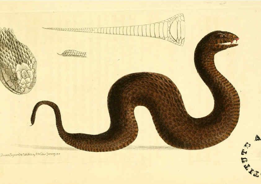 Reproducción/Reproduction 6298076579: The zoological miscellany. v.1. London :Printed by B. McMillan for E. Nodder & Son and sold by all booksellers,1814-1817