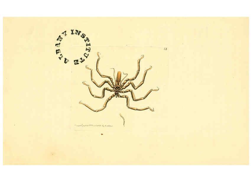 Reproducción/Reproduction 6298607256: The zoological miscellany. v.1. London :Printed by B. McMillan for E. Nodder & Son and sold by all booksellers,1814-1817