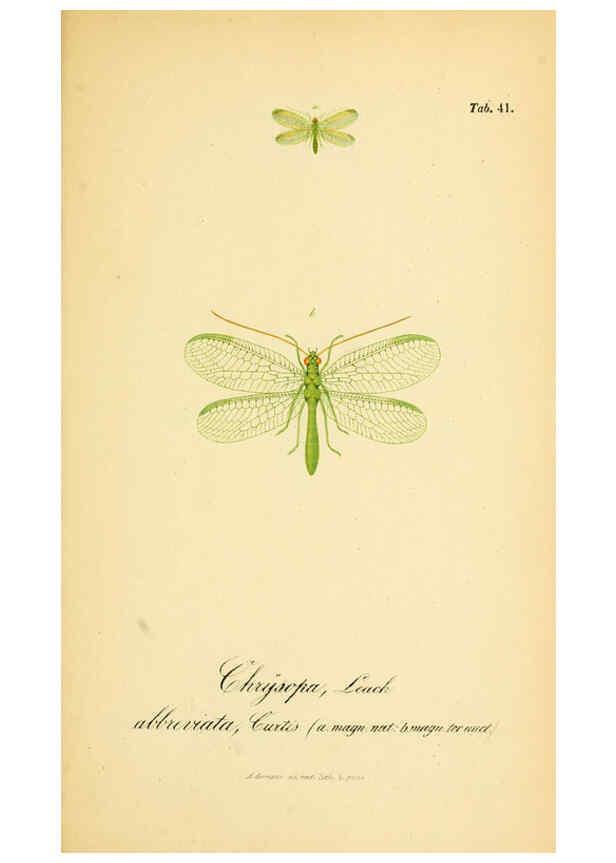 Reproducción/Reproduction 6288930151: Symbolae ad monographiam generis chrysopae, Leach. Vratislaviae,apud Ferdinandum Hirt,1851