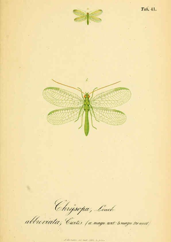 Reproducción/Reproduction 6288930151: Symbolae ad monographiam generis chrysopae, Leach. Vratislaviae,apud Ferdinandum Hirt,1851