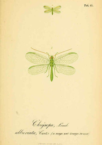 Reproducción/Reproduction 6288930151: Symbolae ad monographiam generis chrysopae, Leach. Vratislaviae,apud Ferdinandum Hirt,1851