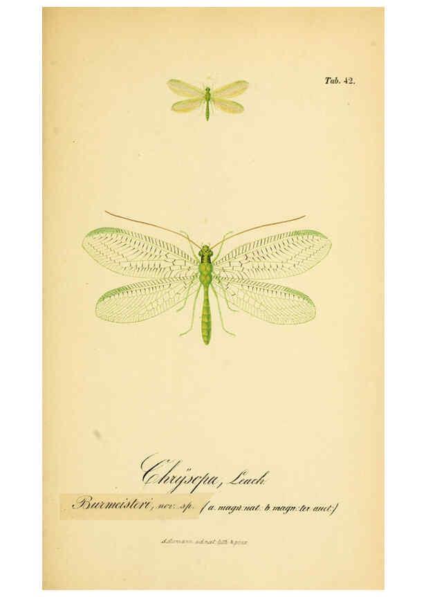 Reproducción/Reproduction 6288930351: Symbolae ad monographiam generis chrysopae, Leach. Vratislaviae,apud Ferdinandum Hirt,1851