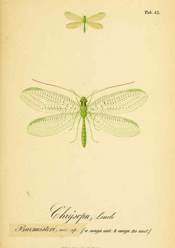 Reproducción/Reproduction 6288930351: Symbolae ad monographiam generis chrysopae, Leach. Vratislaviae,apud Ferdinandum Hirt,1851