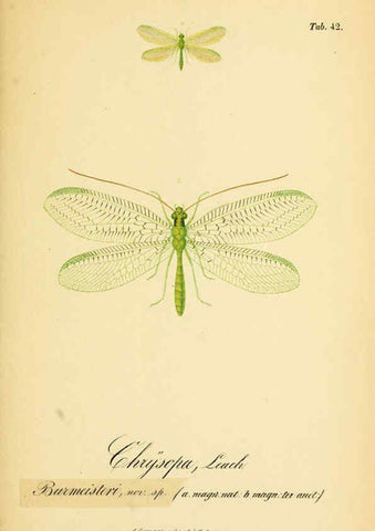 Reproducción/Reproduction 6288930351: Symbolae ad monographiam generis chrysopae, Leach. Vratislaviae,apud Ferdinandum Hirt,1851