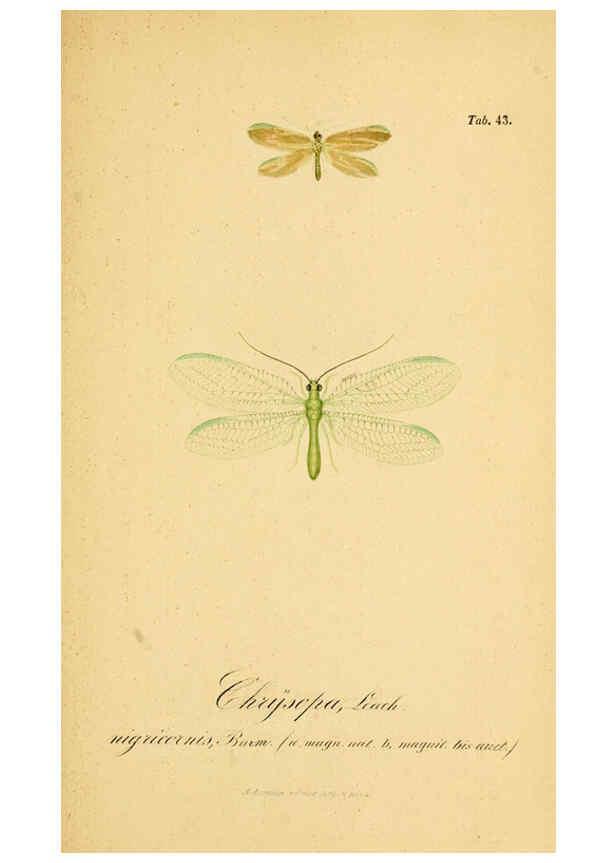 Reproducción/Reproduction 6289450754: Symbolae ad monographiam generis chrysopae, Leach. Vratislaviae,apud Ferdinandum Hirt,1851