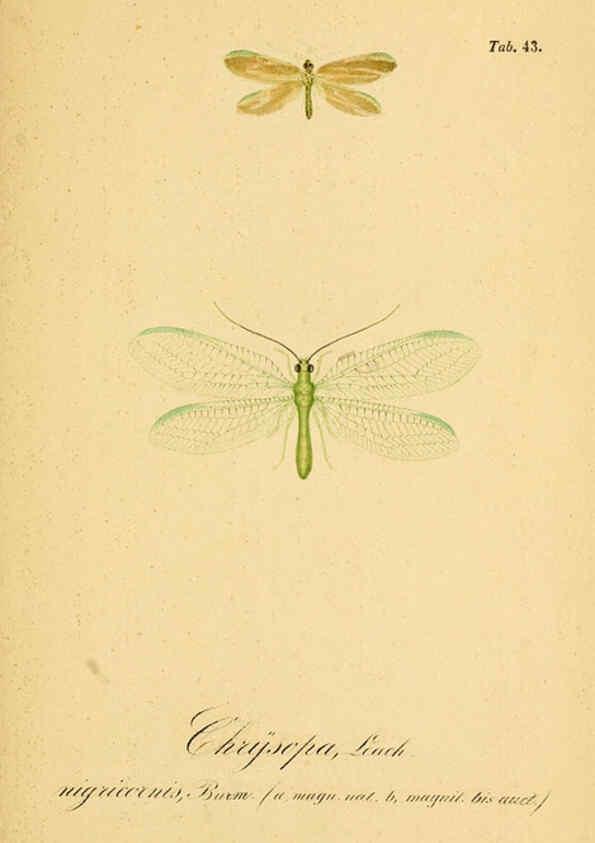 Reproducción/Reproduction 6289450754: Symbolae ad monographiam generis chrysopae, Leach. Vratislaviae,apud Ferdinandum Hirt,1851