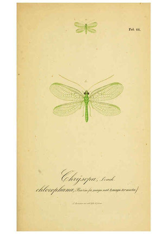 Reproducción/Reproduction 6288930827: Symbolae ad monographiam generis chrysopae, Leach. Vratislaviae,apud Ferdinandum Hirt,1851