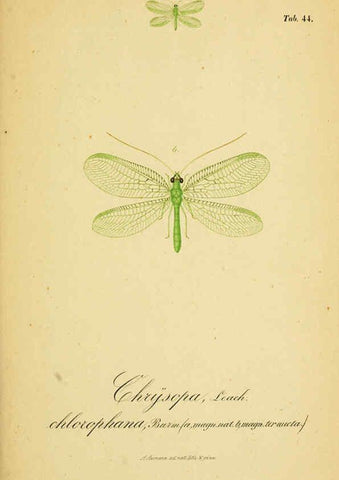 Reproducción/Reproduction 6288930827: Symbolae ad monographiam generis chrysopae, Leach. Vratislaviae,apud Ferdinandum Hirt,1851