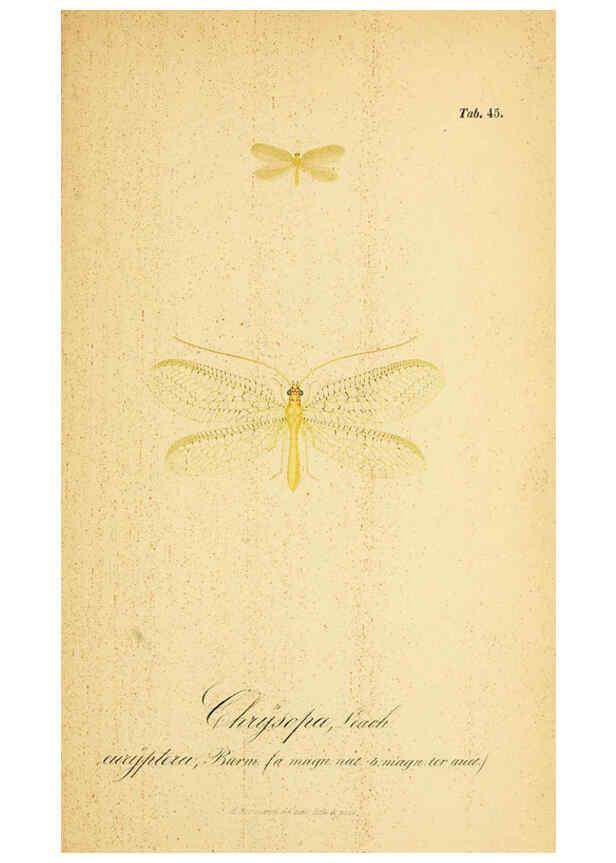 Reproducción/Reproduction 6288931167: Symbolae ad monographiam generis chrysopae, Leach. Vratislaviae,apud Ferdinandum Hirt,1851